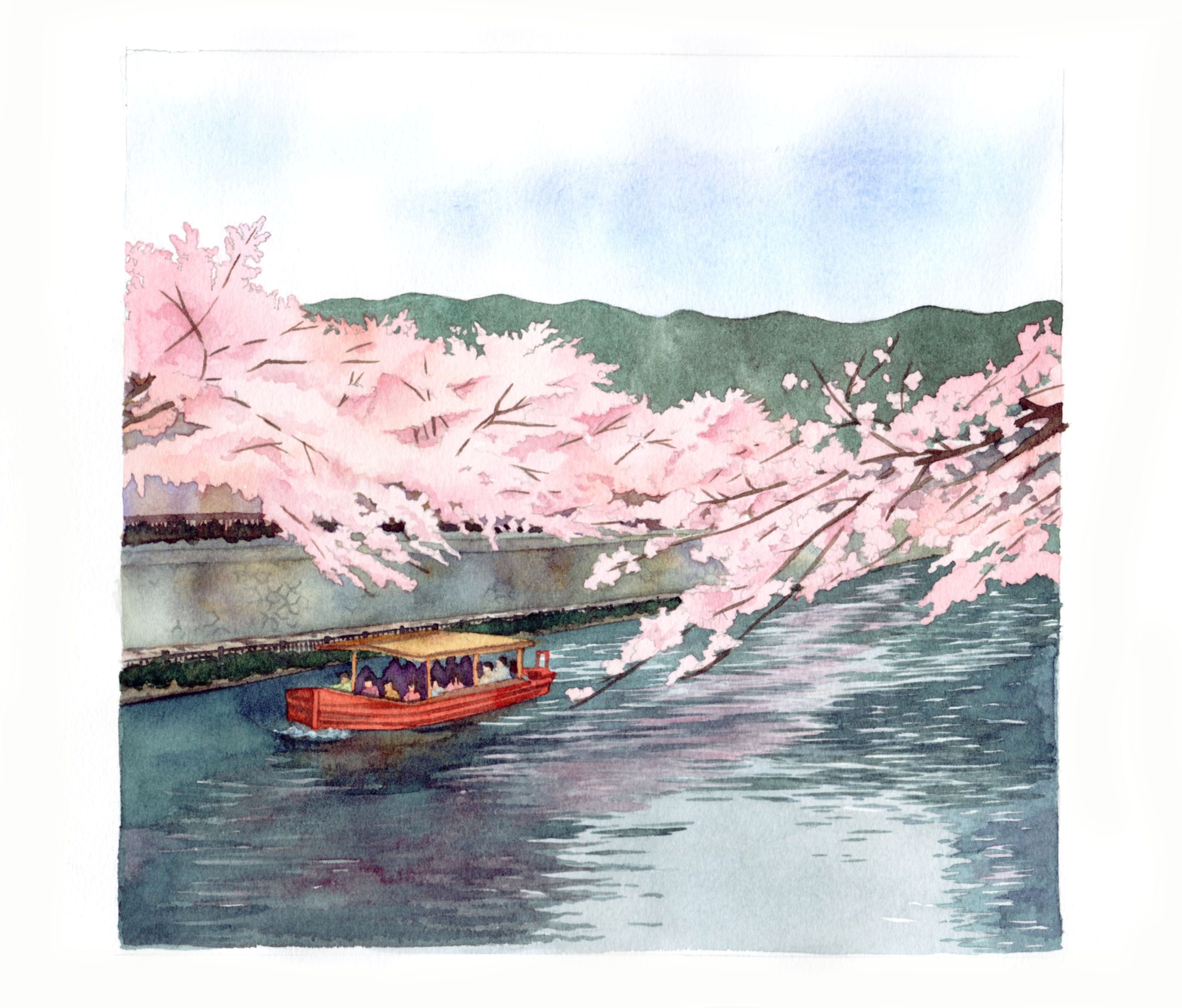 岡崎疏水の桜（京都）