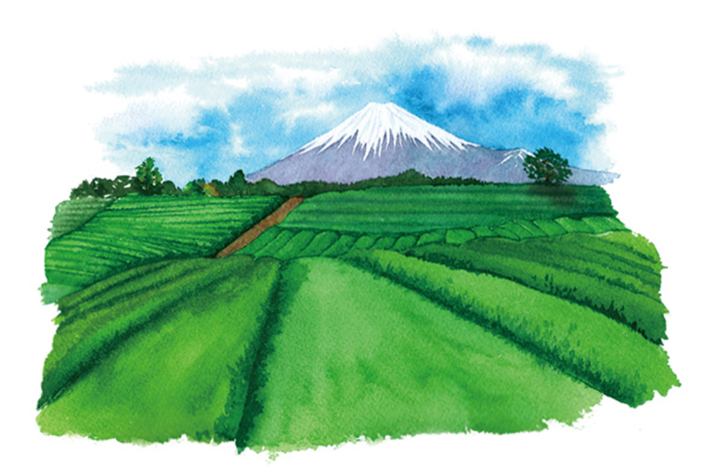 富士と茶畑（静岡）